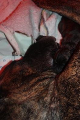 Red Collar Girl Snuggles with Mom